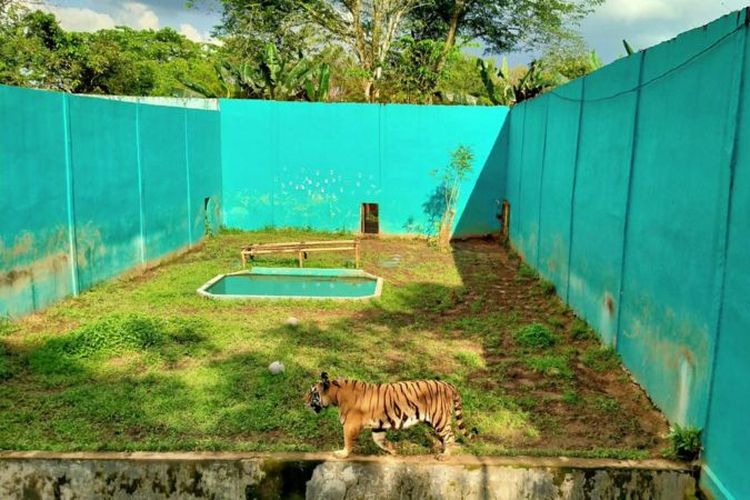 Harimau di Medan Zoo.