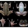 Katak Bertaring Ditemukan di Meratus, Tegaskan Pentingnya Eksplorasi Biodiversitas