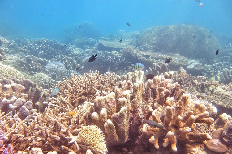 Foto bawah air terumbu karang di sekitar Noko Selayar