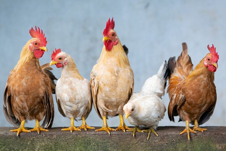 peternak ayam memanfaatkan tanaman