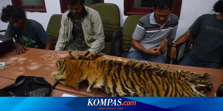 Jual Kulit Harimau Rp 30 Juta Empat Pria Ditangkap Di Hotel