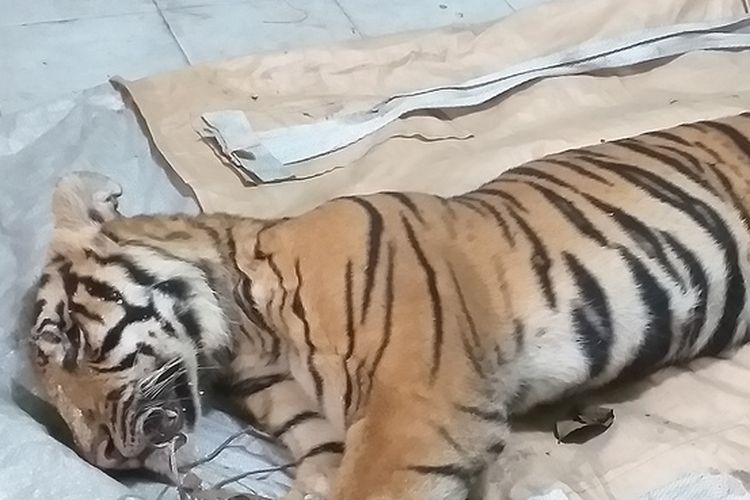 Harimau sumatera yang mati terjerat di areal konsesi PT AA di Desa Minas Barat, Kecamatan Minas, Kabupaten Siak, Riau, dibawa ke BBKSDA Riau untuk dilakukan neukropsi, Senin (18/5/2020).