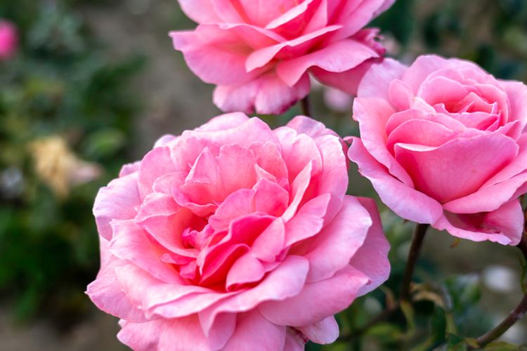 Ilustrasi bunga mawar Queen Elizabeth. 