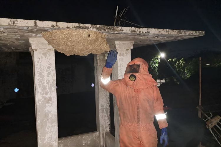 Membahayakan, Sarang Tawon Vespa di Gedung PCNU Sidoarjo Dievakuasi
