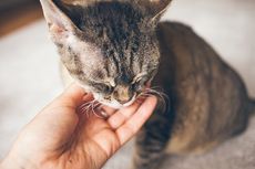 Selain Paracetamol, Ini 5 Jenis Obat Manusia yang Bisa Meracuni Kucing