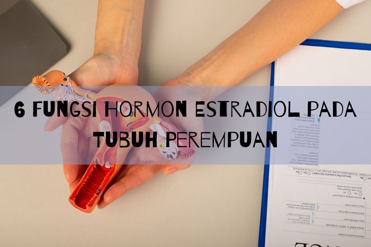 Salah satu fungsi hormon estradiol pada tubuh perempuan adalah meningkatkan dan menjaga sistem reproduksi. Apa saja fungsi hormon estradiol lainnya?