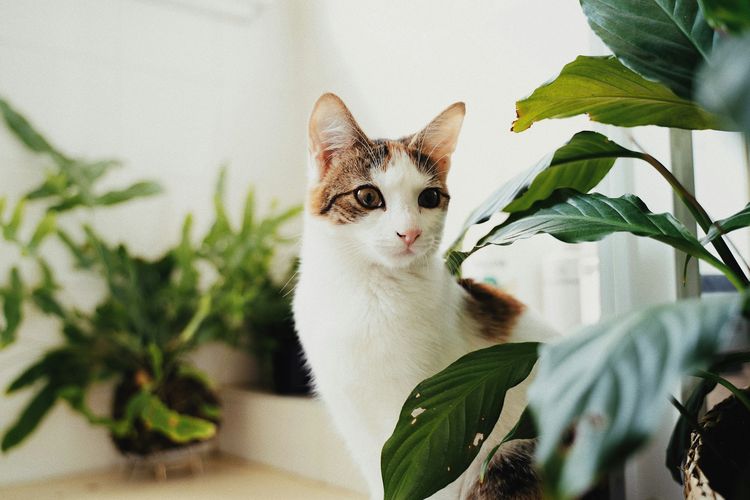 Hari Kucing Nasional 29 Oktober, Kenapa Ada Banyak Perayaan untuk Si Meong?