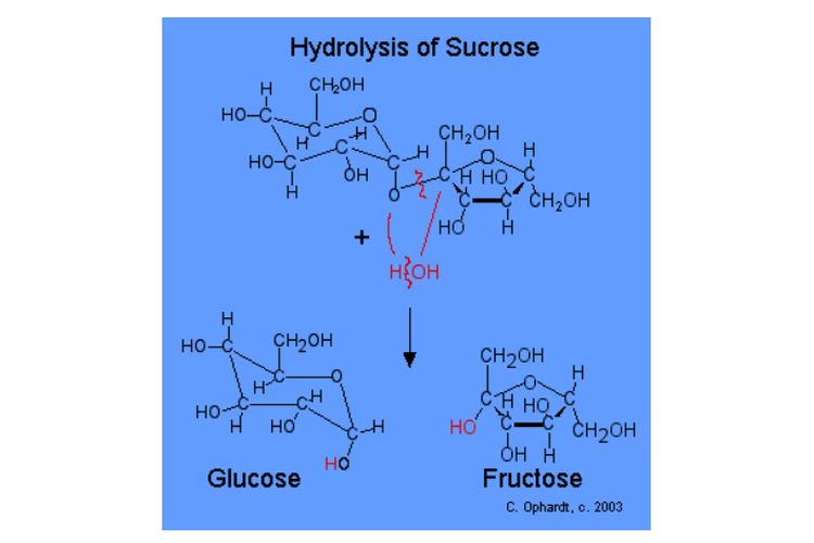 Hidrolisis sukrosa oleh enzim sukrase.