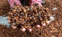 Liberika dan Excelsa: Jejak Eksotisme Kopi Nusantara