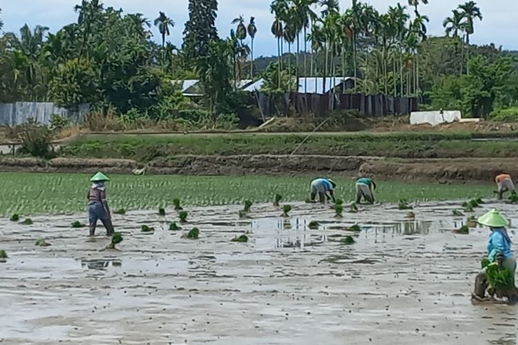 Petani memulai masa bercocok tanam di sawah yang berlokasi di Jalan Bahkora II, Kelurahan Sukaraja, Kecamatan Siantar Marihat, Kota Pematangsiantar, Provinsi Sumut, Senin (4/3/2024). 