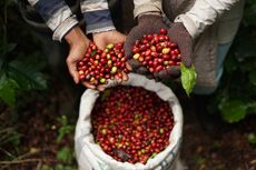 Impor Kopi Melonjak, Ini Penyebabnya