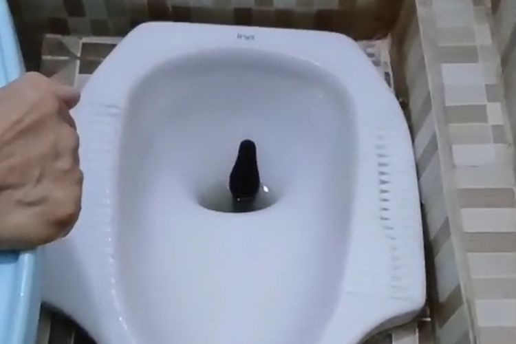 Warga Jakut Terkejut Ada Ular Sanca di Kloset Kamar Mandinya