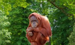 Menjaga Napas Terakhir Orangutan Tapanuli dari Ancaman Banjir dan Hilangnya Rimba