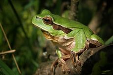 Apakah Katak Pohon Beracun?