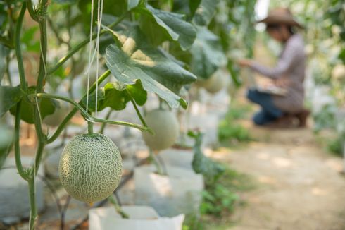 8 Cara Merawat Tanaman Melon di Musim Hujan