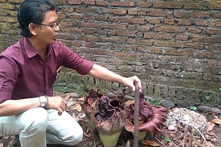 Bunga Bangkai tumbuh di pekarangan rumah warga Jalan Lesanpura, Kelurahan Karangklesem, Kecamatan Purwokerto Selatan, Kabupaten Banyumas, Jawa Tengah, Selasa (12/11/2019).