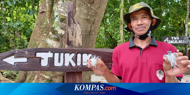 Kisah Para Penjaga Pulau Sangalaki, Selamatkan Ribuan Telur Penyu Tiap Malam - Vimarsana News