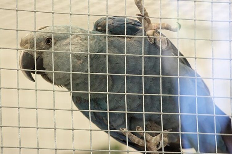 Ilustrasi burung beo biru atau macaw Spix langka