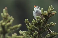 Studi Sebut Burung Tak Mau Hinggap di Lingkungan yang Berisik dan Terlalu Terang