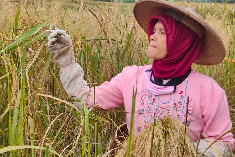 Warga Citorek, Kecamatan Cibeber, Kabupaten Lebak, Provinsi Banten tengah panen padi, Rabu (2/11/2022).