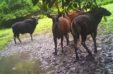 Bornean Bull Population in Indonesia’s Lamandau Forest Dwindling
