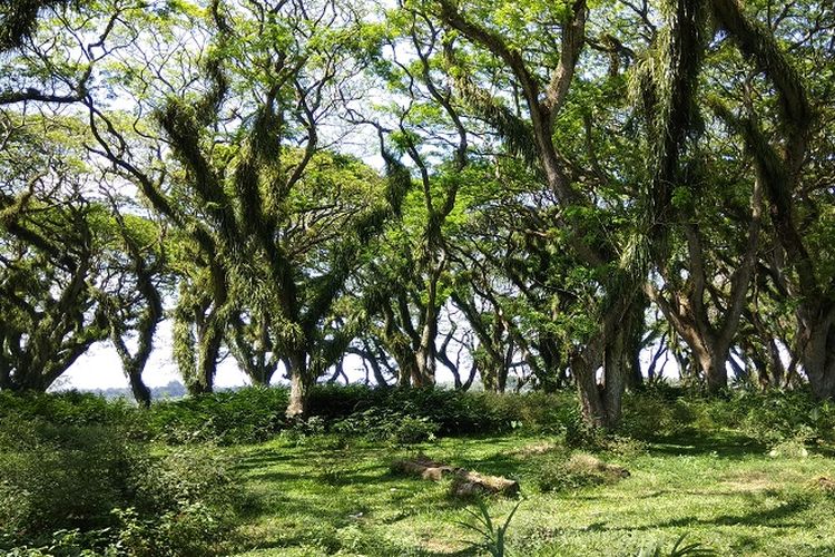 Pepohonan trembesi yang bisa dilihat di Hutan De Jawatan yang terletak di Desa Benculuk, Kecamatan Cluring, Kabupaten Banyuwangi, Jawa Timur, sekitar 45 kilometer dari pusat kota Banyuwangi. 