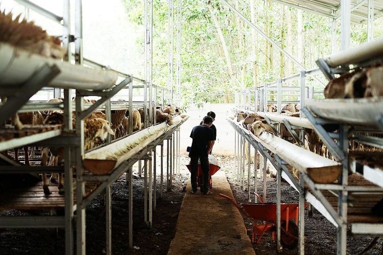Pada 2021, sentra ternak Dompet Dhuafa di Lampung menyiapkan 1.000 ekor domba/kambing (doka). Taregt ini terbilang cukup tinggi jika dibandingkan tahun-tahun sebelumnya yang hanya puluhan ekor saja.