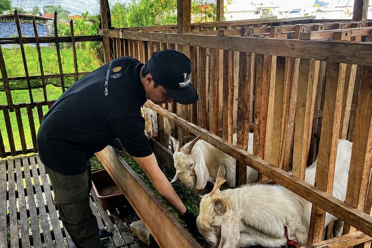 Terapkan Ilmu Selama Kuliah, Gen Z di Bangkalan Cuan Bisnis Kambing
