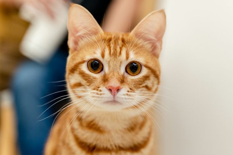 Ilustrasi kucing oren, Ilustrasi kumis kucing.