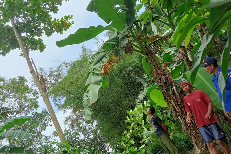 Lokasi warga tersengat tawon hingga pingsan di atas pohon di Desa Sikampuh, Kecamatan Kroya, Kabupaten Cilacap, Jawa Tengah, Jumat (8/3/2024).