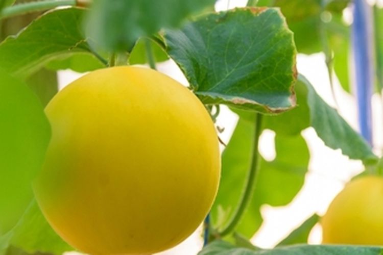 Ilustrasi tanaman golden melon atau melon kuning