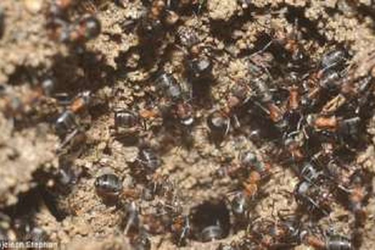 Koloni semut di bungker nuklir di Polandia. Ilmuwan mengungkap, semut pekerja tetap dapat bertahan hidup di lingkungan miskin makanan itu.