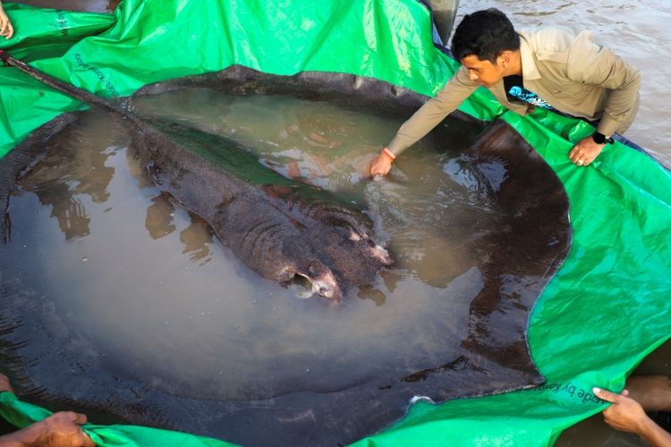 Boramy, ikan pari yang memecahkan rekor sebagai ikan air tawar terbesar di dunia usai ditemukan nelayan di Sungai Mekong, Kamboja pada Senin (13/6/2022).