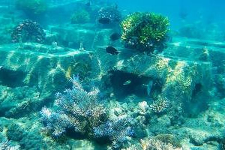 Ekosistem karang buatan masyarakat di Taman Nasional Laut Kepulauan Seribu, Jakarta.
