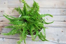 10 Houseplant Ramah Hewan yang Bisa Dirawat Pet Lovers