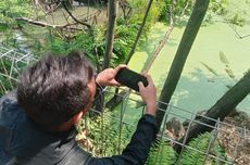 Penampakan Penangkaran Buaya Muara di Cianjur Pascajebol