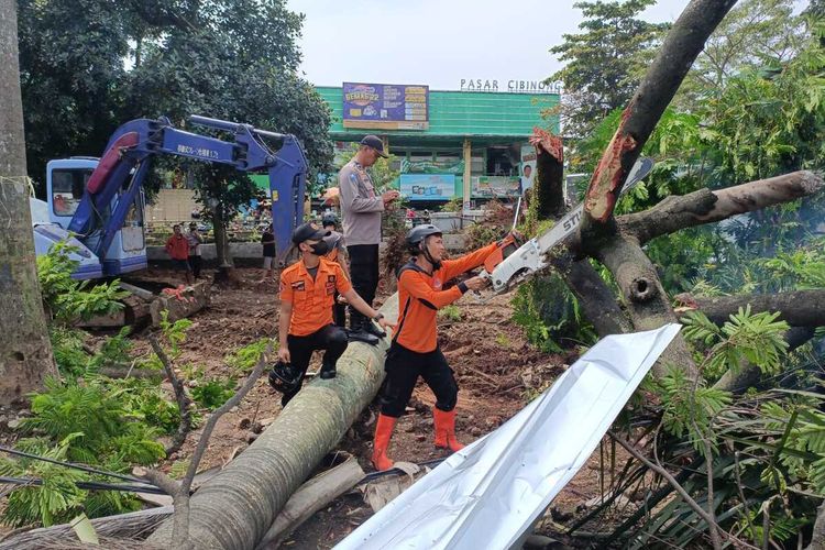 Tim gabungan yang terdiri dari aparat Kepolisian dan TNI, BPBD, melakukan evakuasi dua pohon besar tumbang di pinggir jalan atau tepatnya Depan Pasar Cibinong, Kecamatan Cibinong, Kabupaten Bogor, Jawa Barat, pada Kamis (20/10/2022).