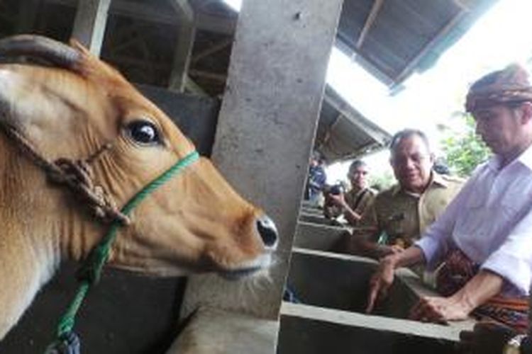 Gubernur Jakarta Joko Widodo dan Gubernur NTT Frans Lebu Raya tengah berbincang di peternakan sapi warga di Ponain, Amarisi, Kupang, NTT, Selasa (29/4/2014).

