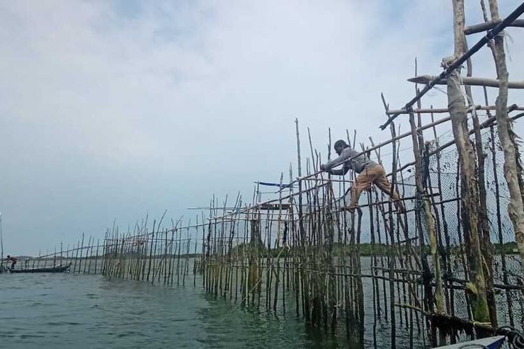 Salah satu keramba ikan Dingkis yang ada di Pulau Kasu, Belakangpadang, Batam, Kepulauan Riau.