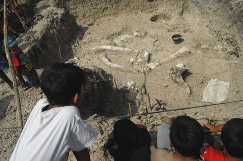 Balai Pelestarian Situs Manusia Purba Teliti Fosil Gajah Purba di Grobogan