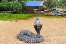 King Cobra, Ular Paling Cerdas di Muka Bumi, Ini Buktinya...