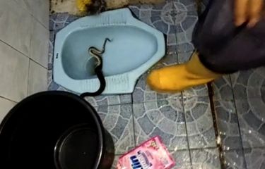 Seekor Ular Piton Nongol dari Kloset, Warga Cibinong Bogor Tak ...