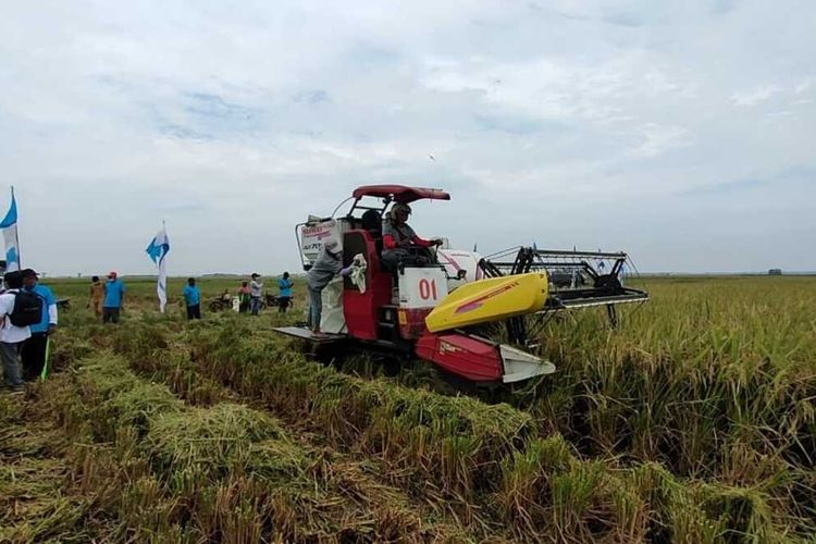 Panen raya kelompok petani binaan PTPN VII di Kecamatan Candipuro, Lampung Selatan. (FOTO: Dok. PTPN VII)