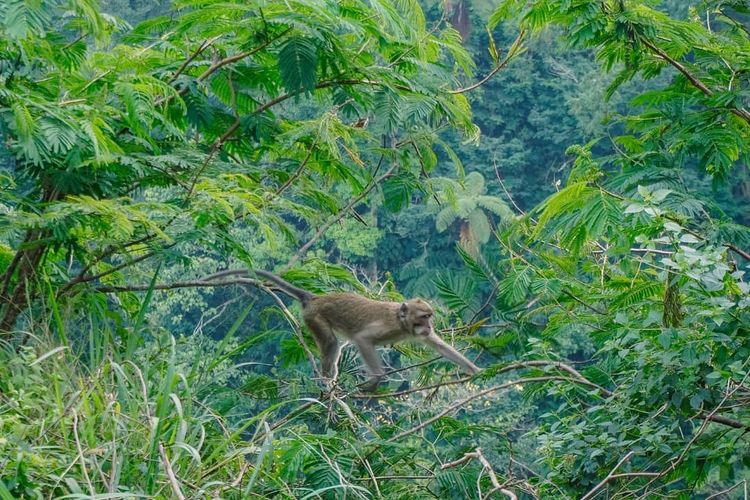 Monyet di Nawang Jagad, Sleman, Yogyakarta DOK. Instagram.com/nawangjagad