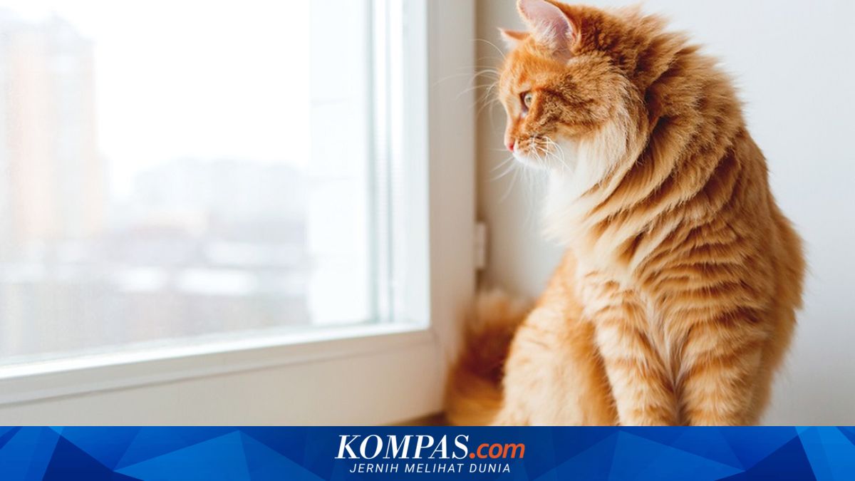 Tips Menata Rumah Ramah Kucing dan Anjing