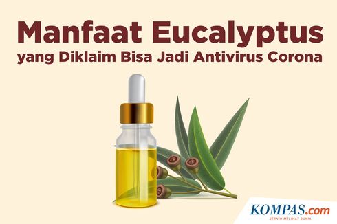 INFOGRAFIK: Manfaat Eucalyptus yang Diklaim Bisa Jadi Antivirus Corona