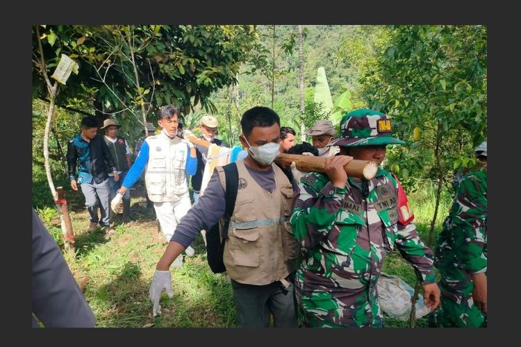 Detik-detik Harimau Sumatera Dievakuasi dari Kandang Jebak di Agam