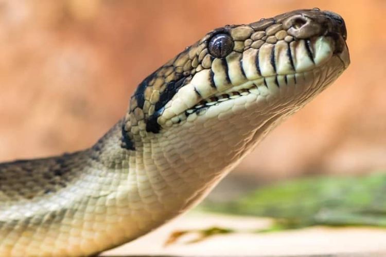 Yigit jojani sikadi va sikadi.