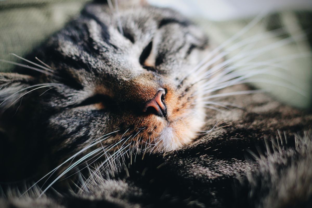 Ilustrasi kucing yang sedang tidur.