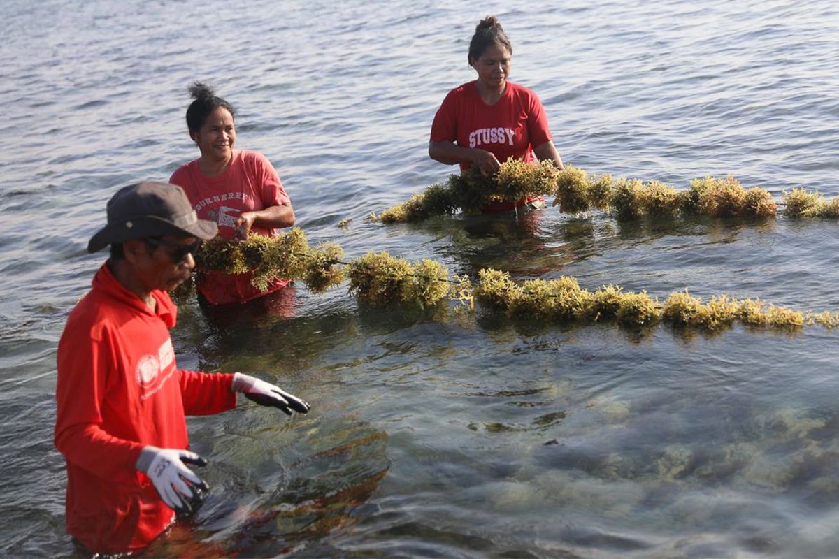 Panen dan penjualan pertama bibit rumput laut Sumba Timur.